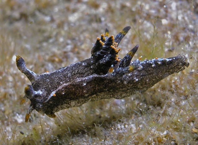 Polycera hedgpethi